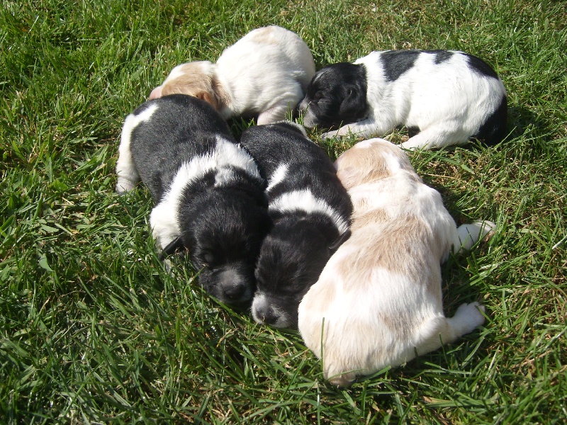 chiot Epagneul Breton du Bois de la Sablière