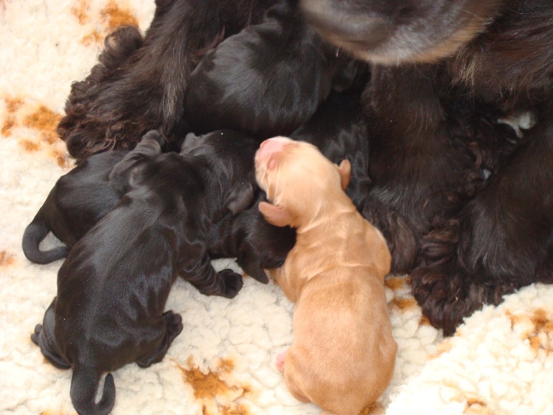 chiots de Bonny et Circus 2010