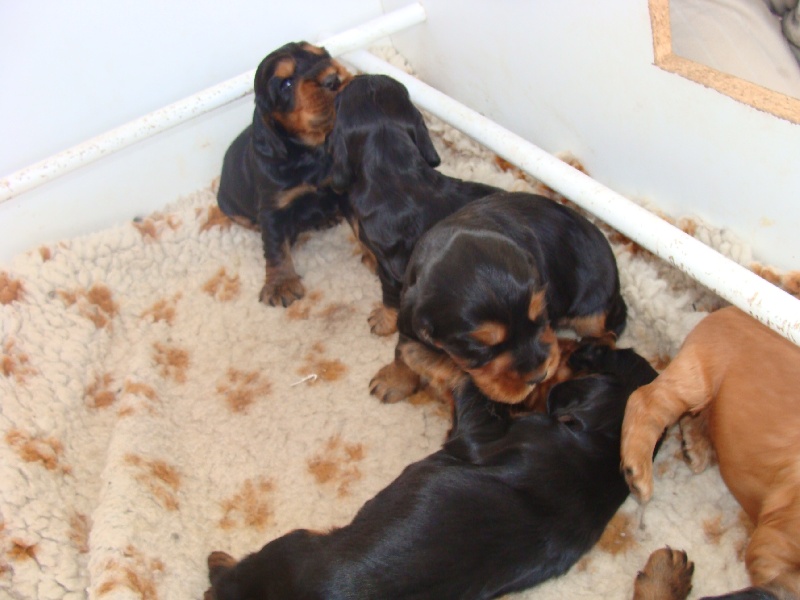 chiots de Dune et Circus 2010