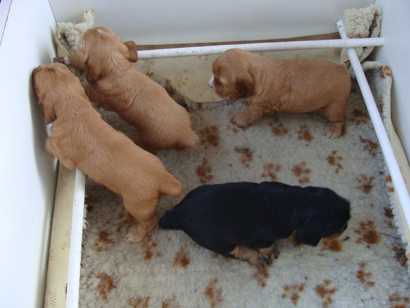 Chiots de Bonny et Circus 2009