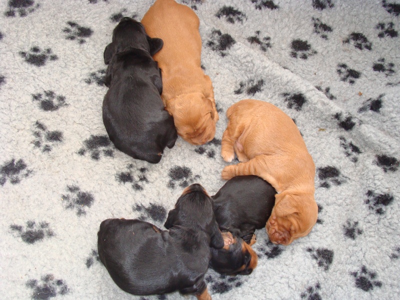 chiots de baya 2010