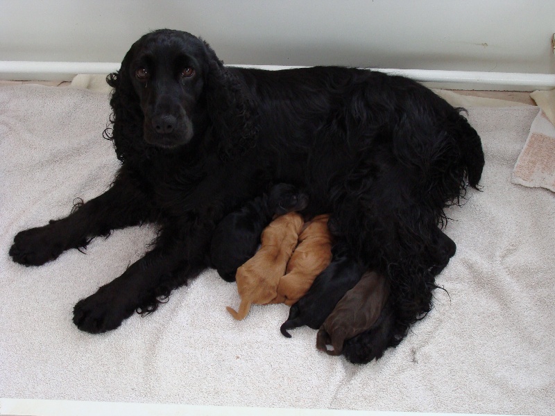 du Bois de la Sablière - Cocker Spaniel Anglais - Portée née le 01/06/2008