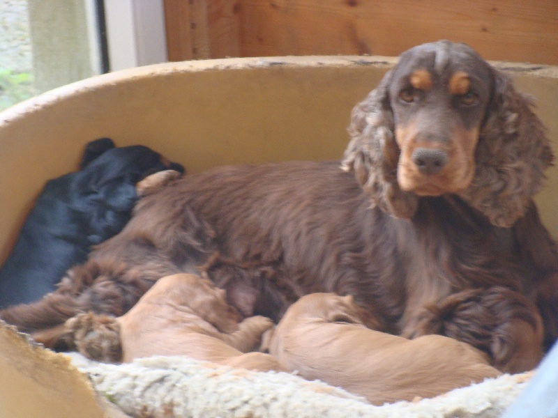 du Bois de la Sablière - Cocker Spaniel Anglais - Portée née le 03/08/2011